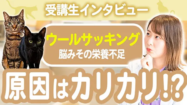 獣医が教える猫の食事指導
【さやか先生】